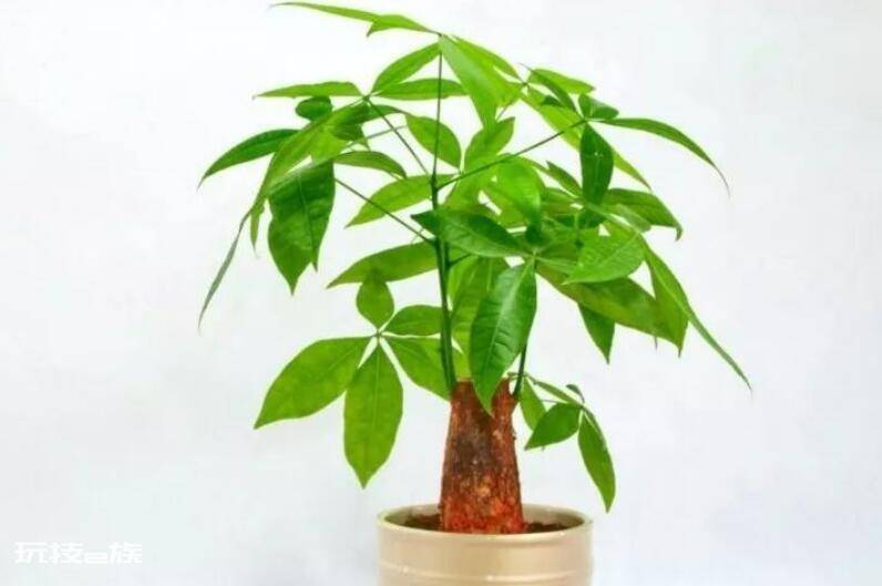 哪些绿植适合在室内养(净化空气还好看的10大室内植物)-图片9